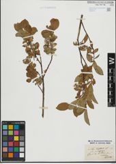 Foto von Salix hastata L.